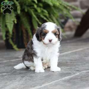 Riley, Cavapoo Puppy